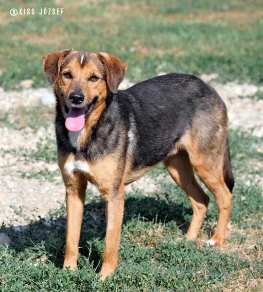 Rambó, male Mixed Breed for adoption at Miskolci Állatsegítő Alapítvány (MÁSA)