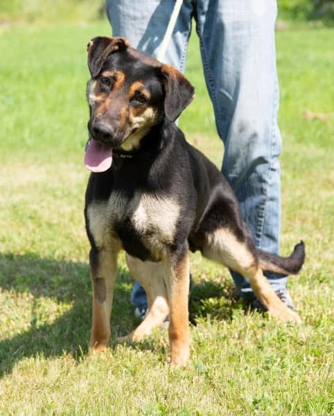 Eszti, female Mixed Breed for adoption at Miskolci Állatsegítő Alapítvány (MÁSA)
