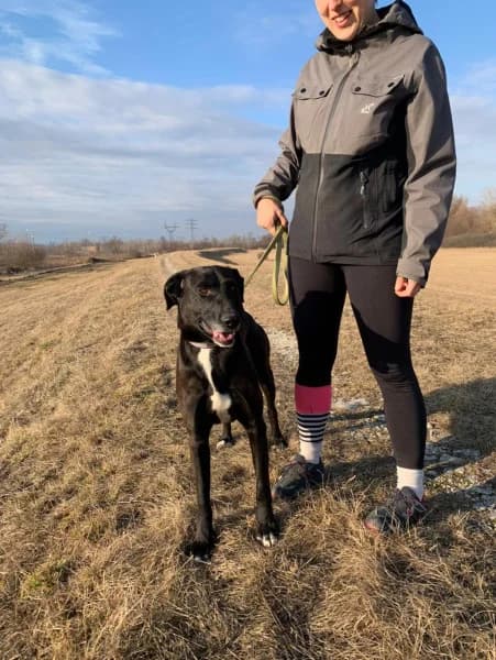 Néró, male Mixed Breed for adoption at Miskolci Állatsegítő Alapítvány (MÁSA)