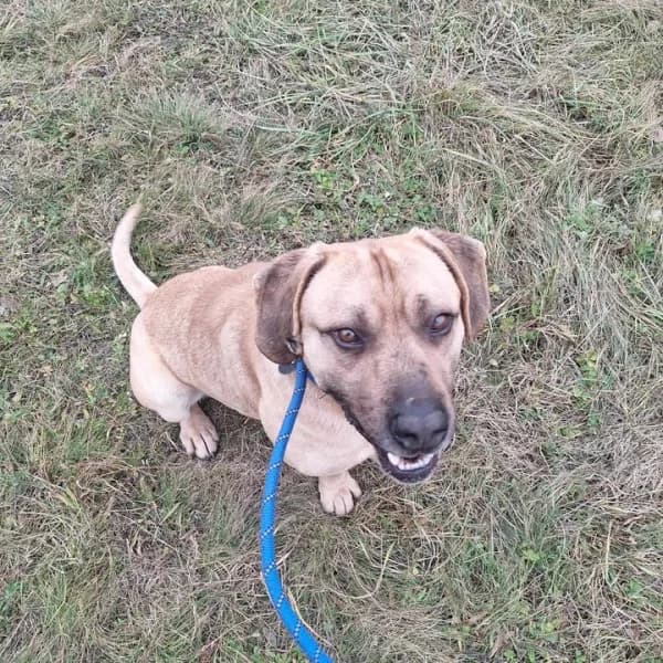 Cézár, male Mixed Breed for adoption at Miskolci Állatsegítő Alapítvány (MÁSA)