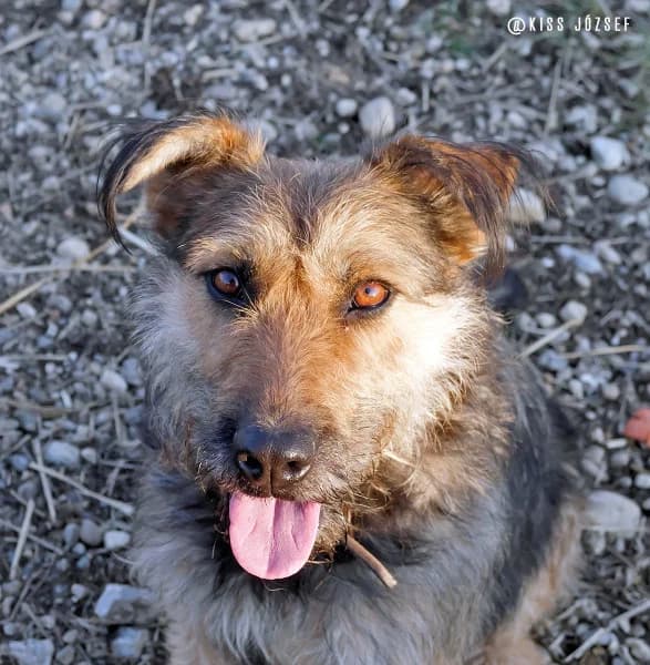 Bubi, female Mixed Breed for adoption at Miskolci Állatsegítő Alapítvány (MÁSA)