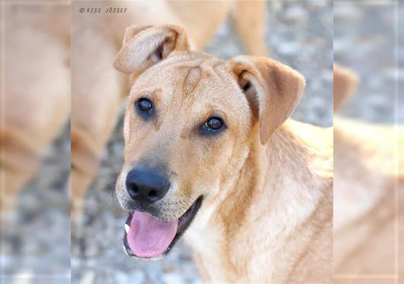 Frédi, male Mixed Breed for adoption at Miskolci Állatsegítő Alapítvány (MÁSA)