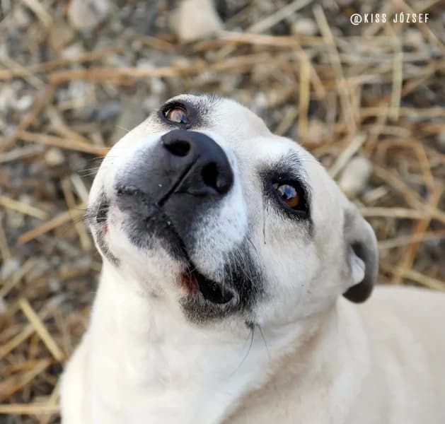 Gina 2, female 4yo Mixed Breed for adoption at Miskolci Állatsegítő Alapítvány (MÁSA)