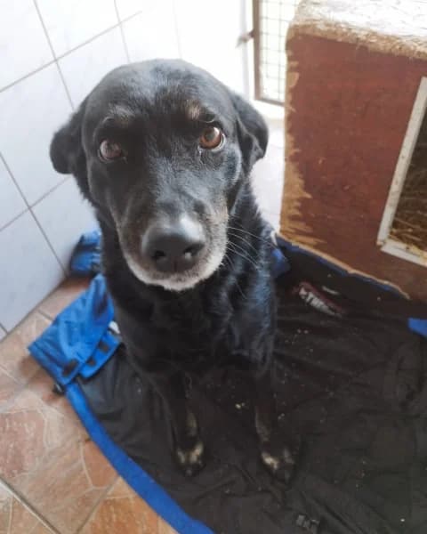 Jankó, male Mixed Breed for adoption at Miskolci Állatsegítő Alapítvány (MÁSA)