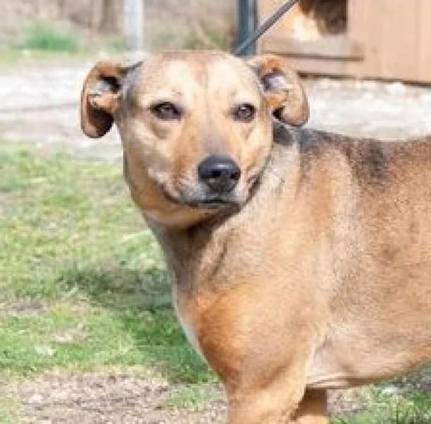 Liza, female 7yo Mixed Breed for adoption at Miskolci Állatsegítő Alapítvány (MÁSA)