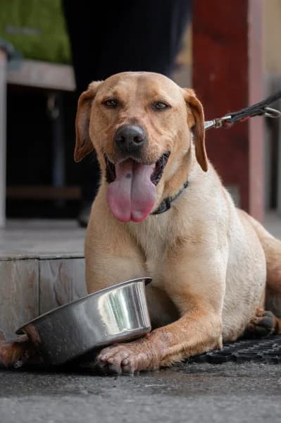 Buborék, male Mixed Breed for adoption at Miskolci Állatsegítő Alapítvány (MÁSA)