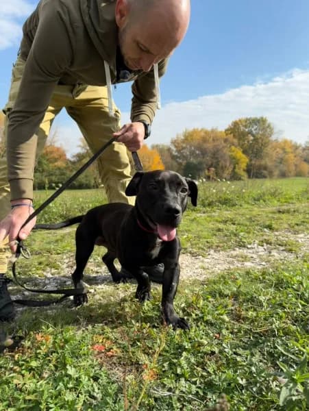 Red, male Mixed Breed for adoption at Miskolci Állatsegítő Alapítvány (MÁSA)