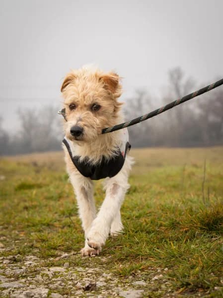 Picúr, male senior Mixed Breed for adoption at Miskolci Állatsegítő Alapítvány (MÁSA)