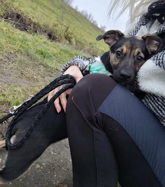 Klumpa, female Mixed Breed for adoption at Miskolci Állatsegítő Alapítvány (MÁSA)