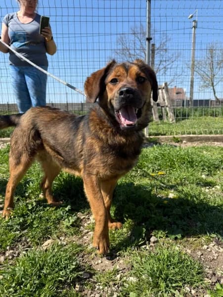 Fasírt, Mixed Breed (Miskolci Állatsegítő Alapítvány (MÁSA))