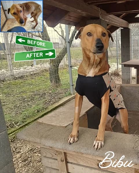 Bibu, Mixed Breed (Miskolci Állatsegítő Alapítvány (MÁSA))