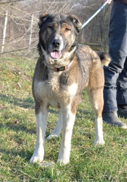 Héra, Mixed Breed (Miskolci Állatsegítő Alapítvány (MÁSA))