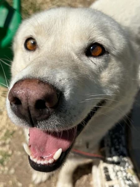 Alba, Mixed Breed (Miskolci Állatsegítő Alapítvány (MÁSA))