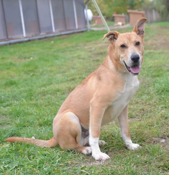 Béni, Mixed Breed (Miskolci Állatsegítő Alapítvány (MÁSA))