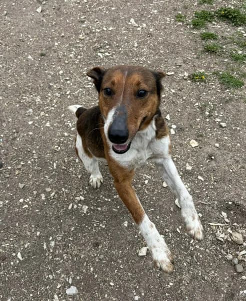 Foltos, Mixed Breed (Miskolci Állatsegítő Alapítvány (MÁSA))