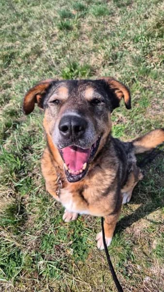 OriGina, female 7yo Mixed Breed for adoption at Miskolci Állatsegítő Alapítvány (MÁSA)