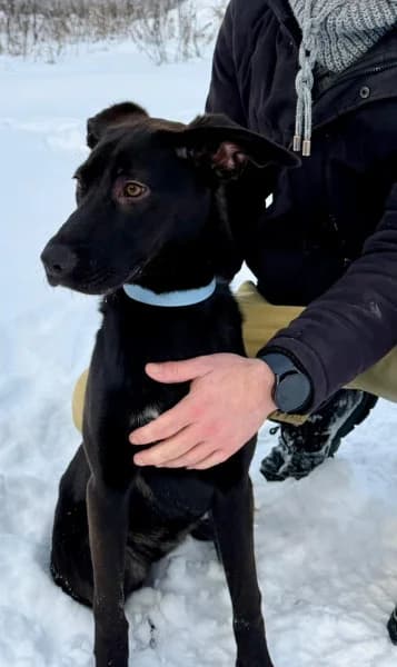 Cinka, Mixed Breed (Miskolci Állatsegítő Alapítvány (MÁSA))