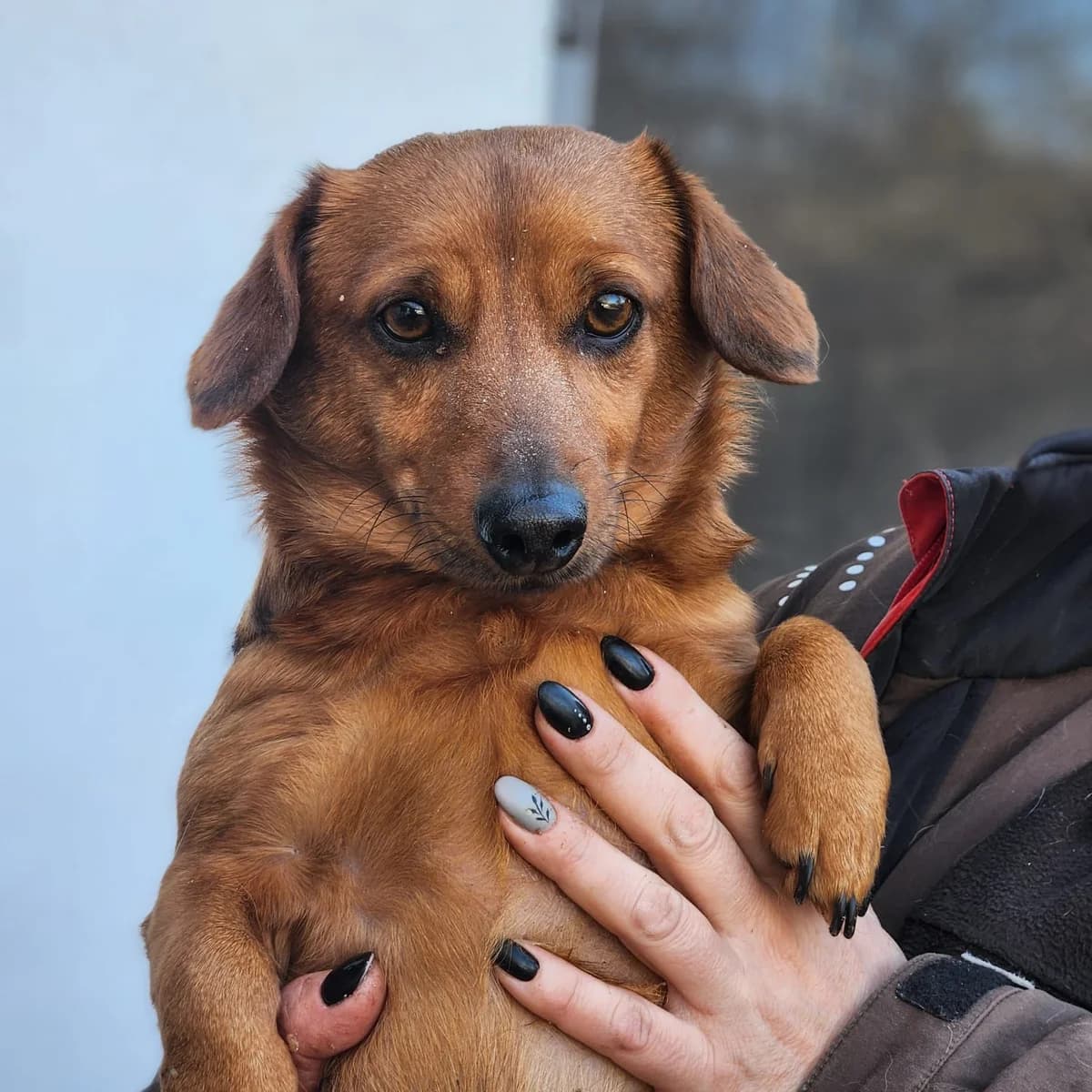 Dali, Mixed Breed (Állatvédelmi Centrum)