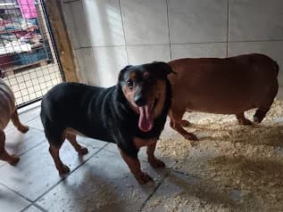 Markus, Mixed Breed (Állatvédelmi Centrum)