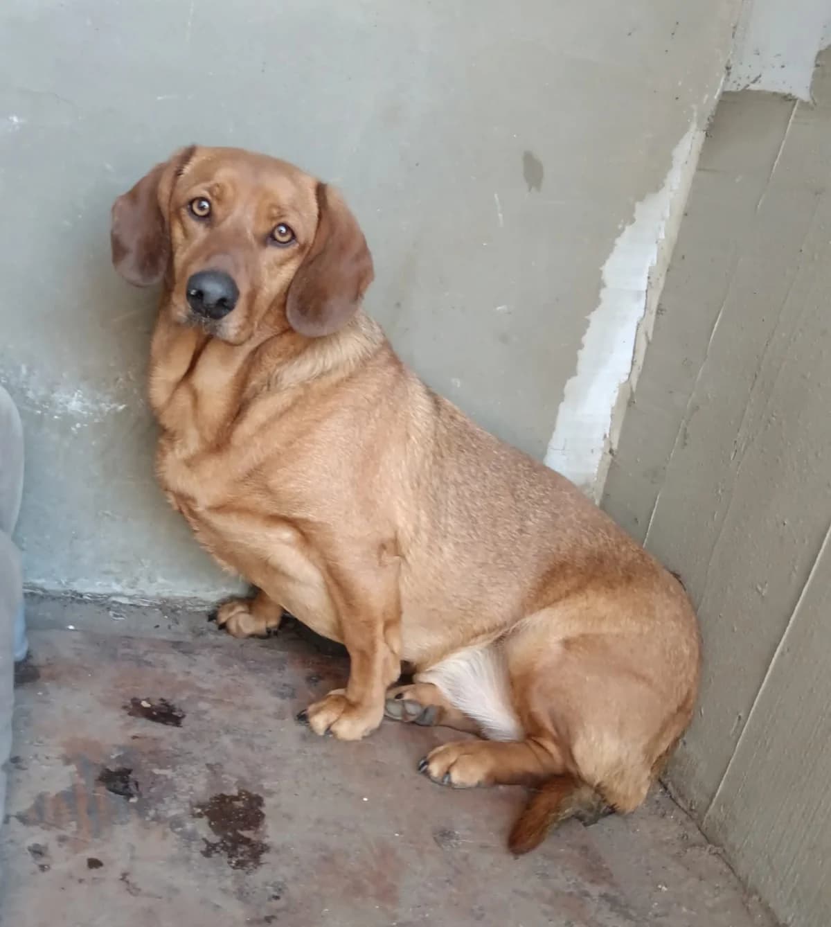 Rafael, Mixed Breed (Állatvédelmi Centrum)