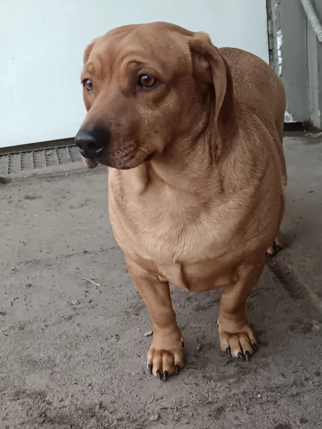 Bence, Mixed Breed (Állatvédelmi Centrum)