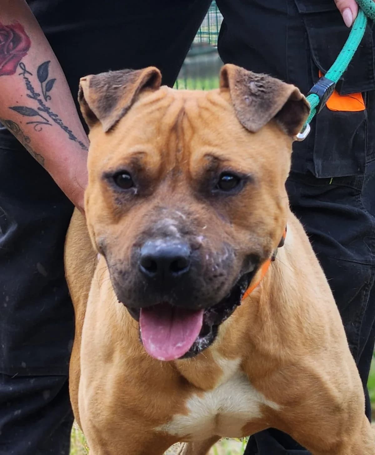 Jack, Mixed Breed (Állatvédelmi Centrum)