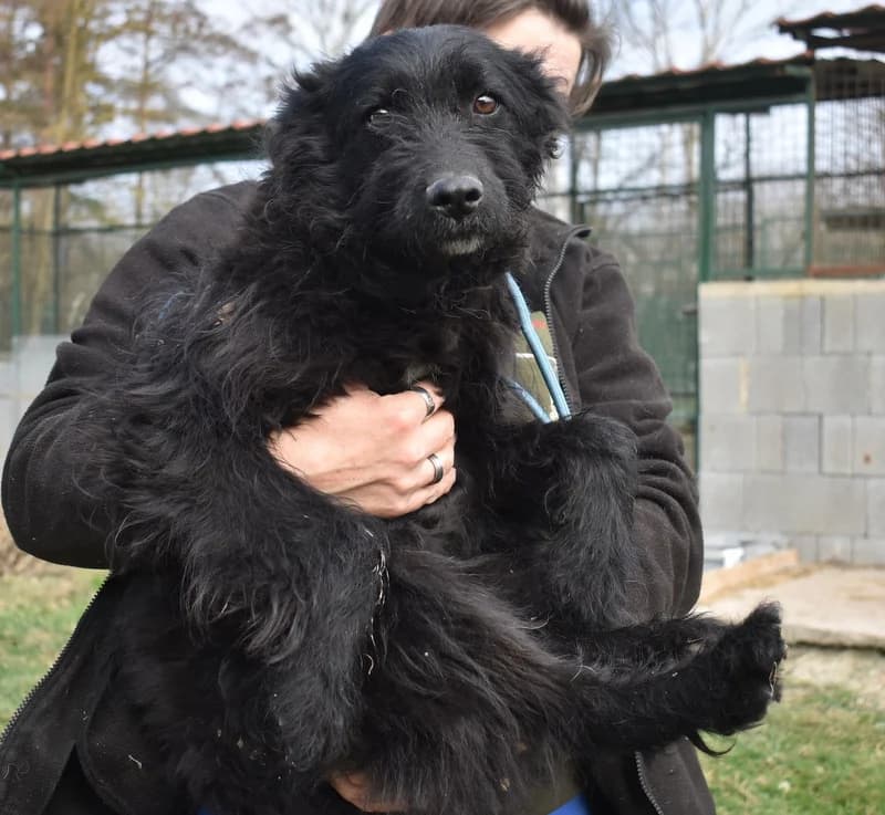 Bruno, Mixed Breed (Állatvédelmi Centrum)