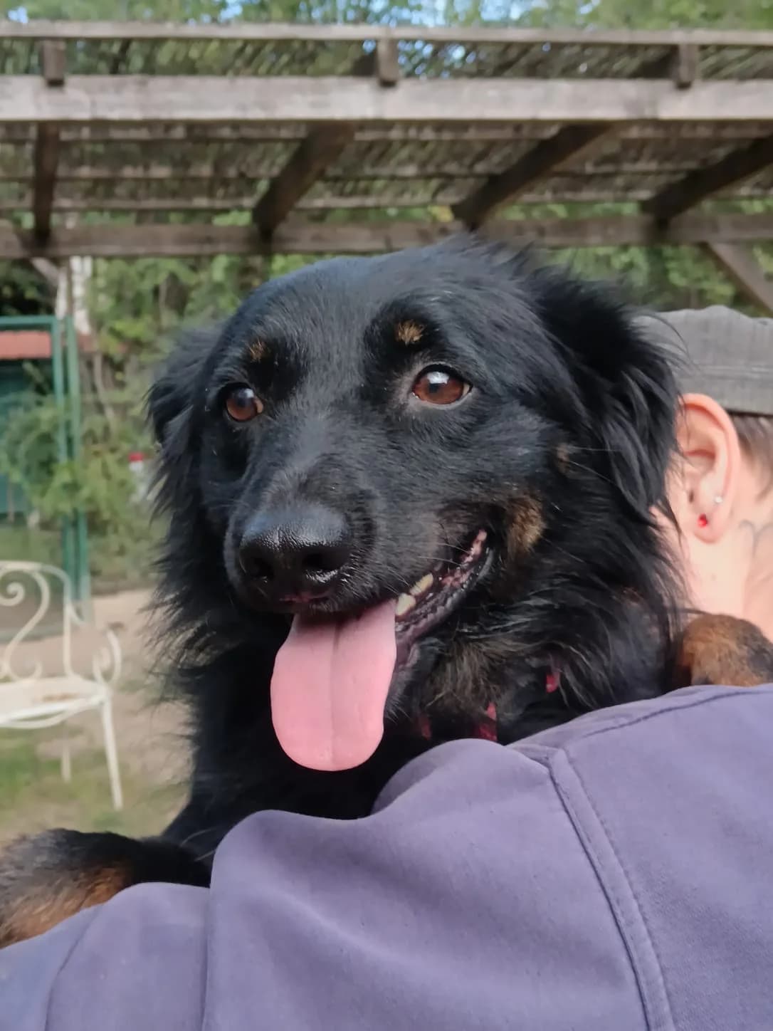 Ziggy, Mixed Breed (Állatvédelmi Centrum)