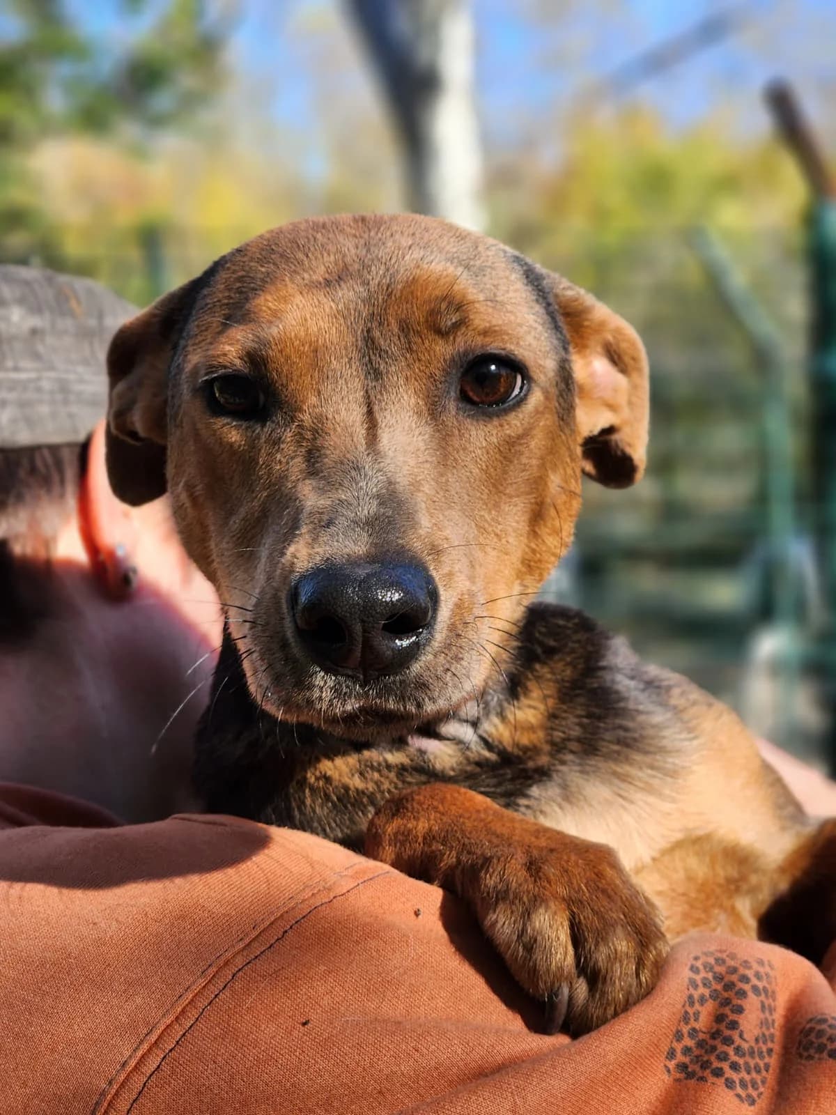 Stella, Mixed Breed (Állatvédelmi Centrum)