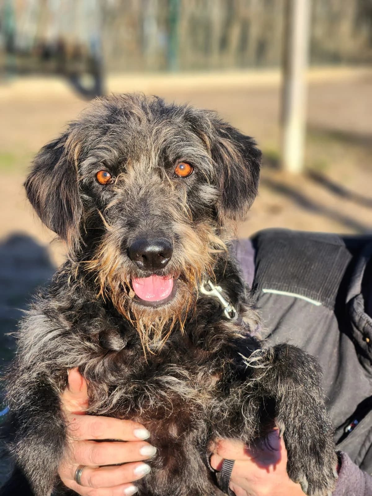 Hanna, Mixed Breed (Állatvédelmi Centrum)