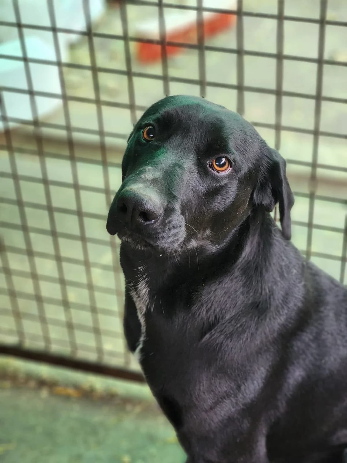 Roy, Mixed Breed (Állatvédelmi Centrum)