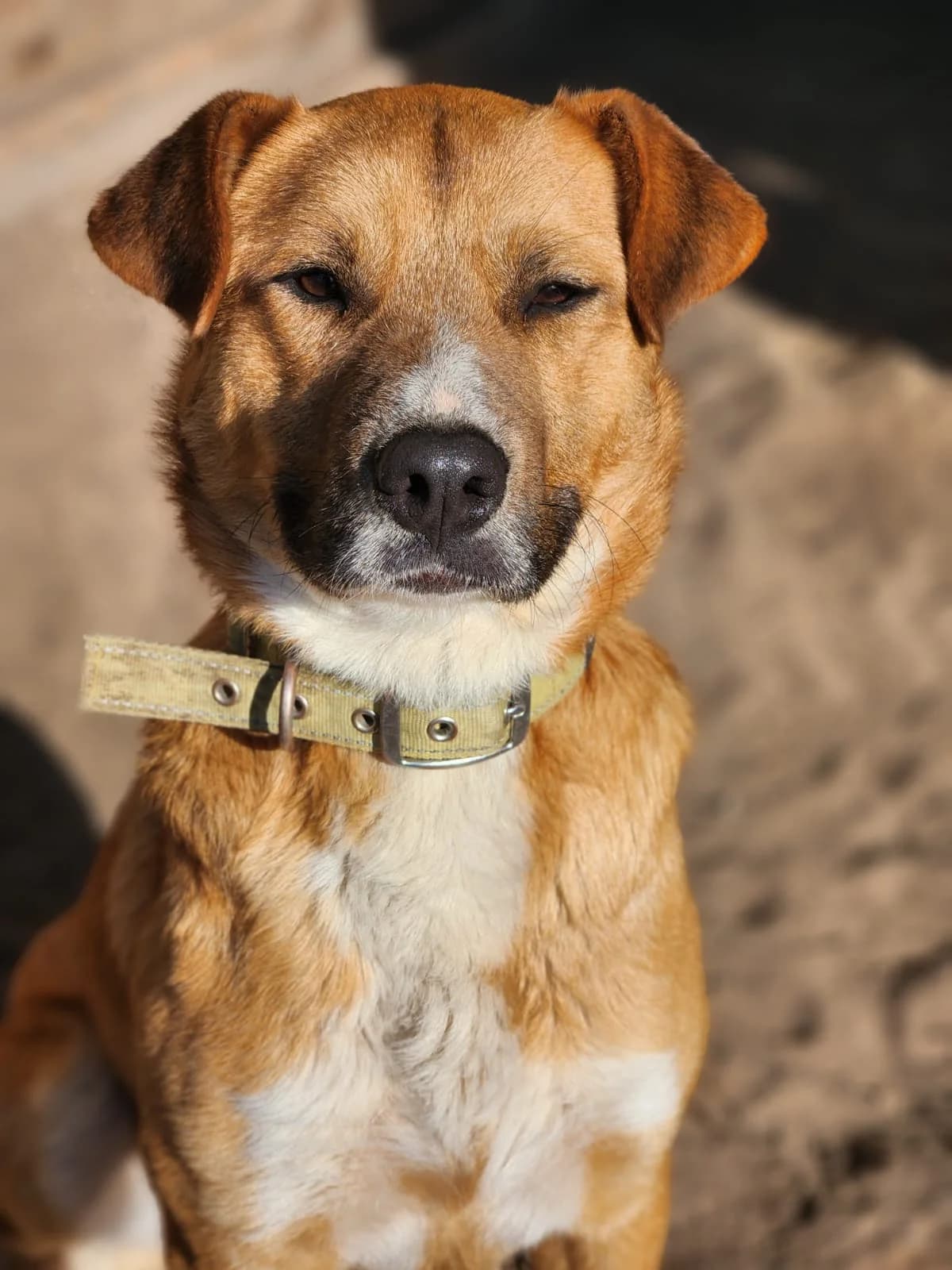 Gyurika, Mixed Breed (Állatvédelmi Centrum)