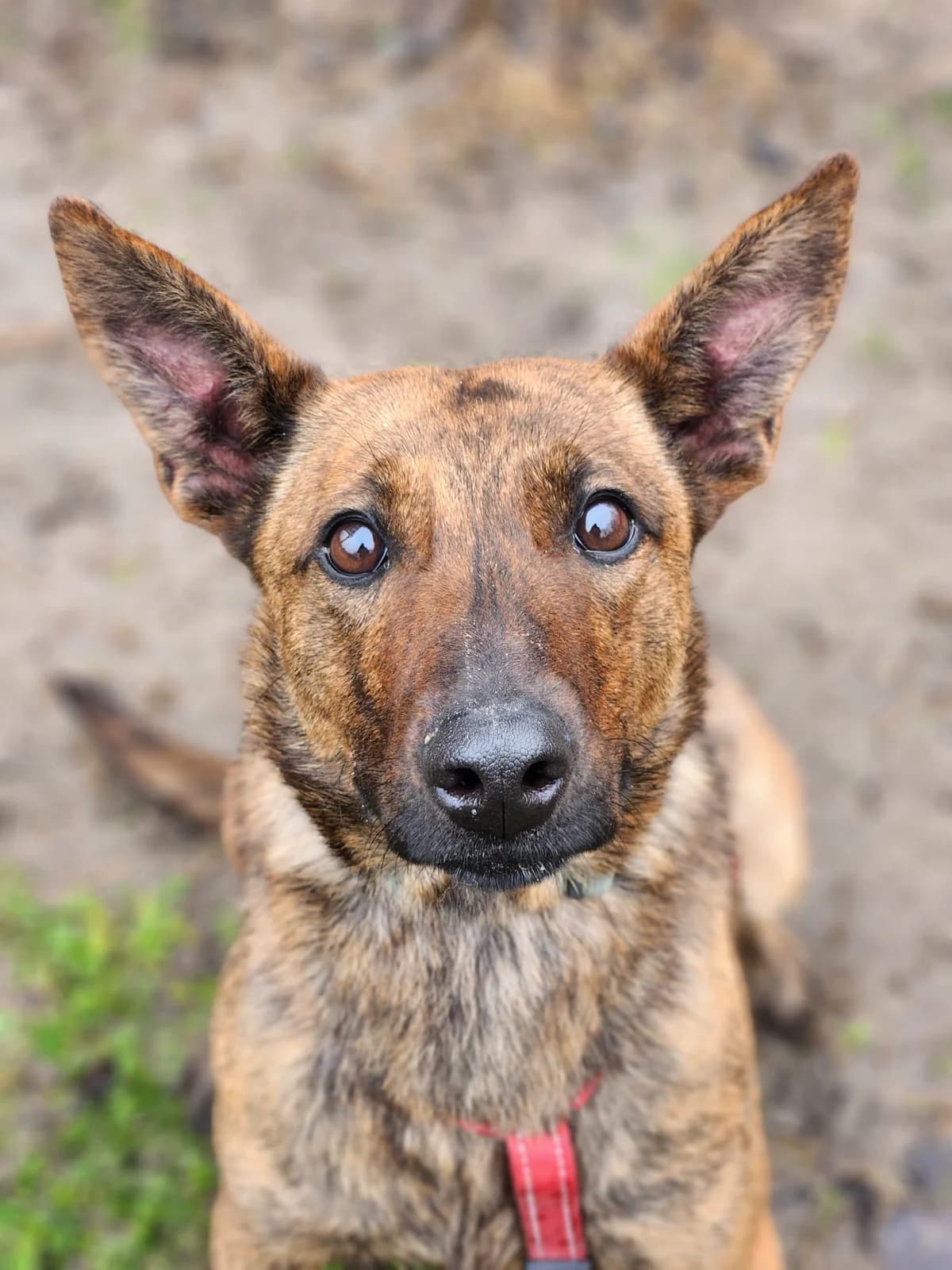 Betty, Mixed Breed (Állatvédelmi Centrum)