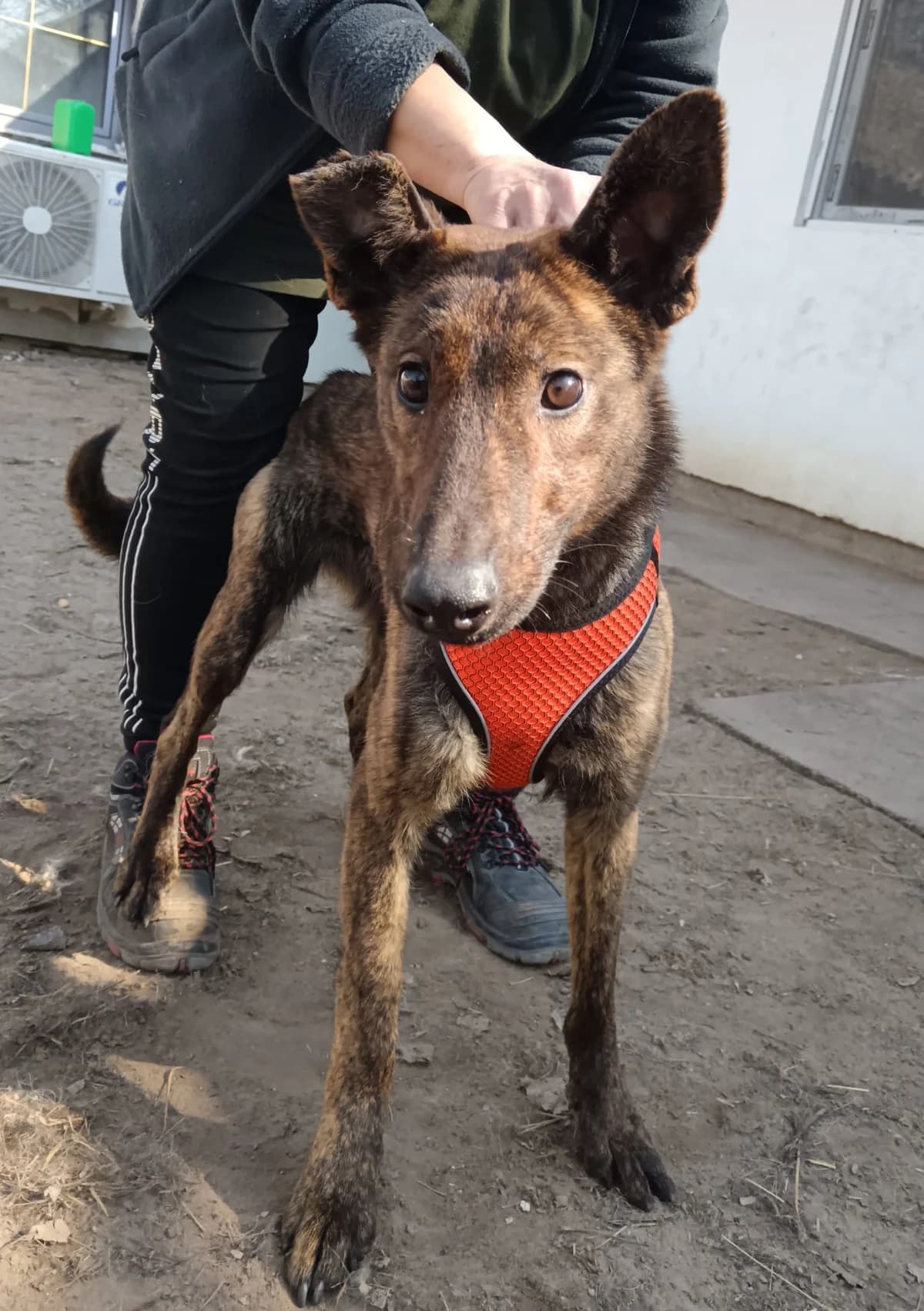 Panka, Mixed Breed (Állatvédelmi Centrum)