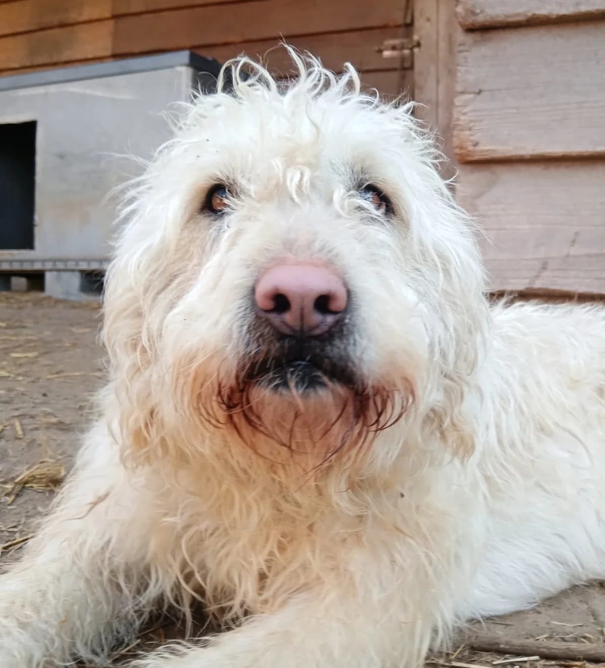 Eszti, Mixed Breed (Állatvédelmi Centrum)