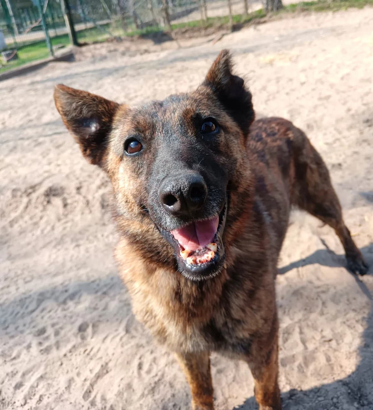 Tilda, Mixed Breed (Állatvédelmi Centrum)