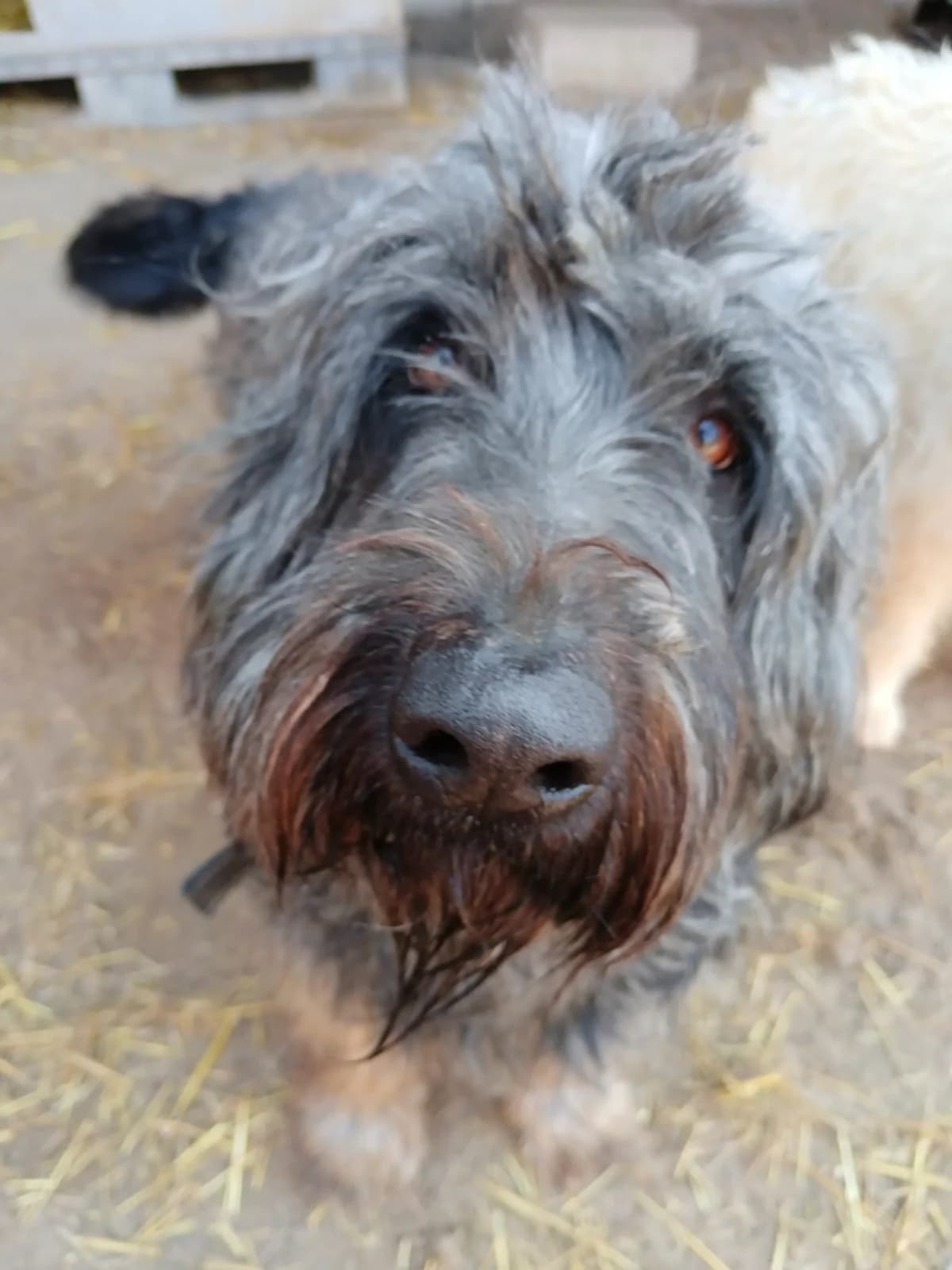 Janos, Mixed Breed (Állatvédelmi Centrum)