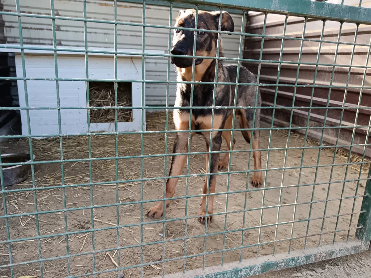 Rex, Mixed Breed (Állatvédelmi Centrum)