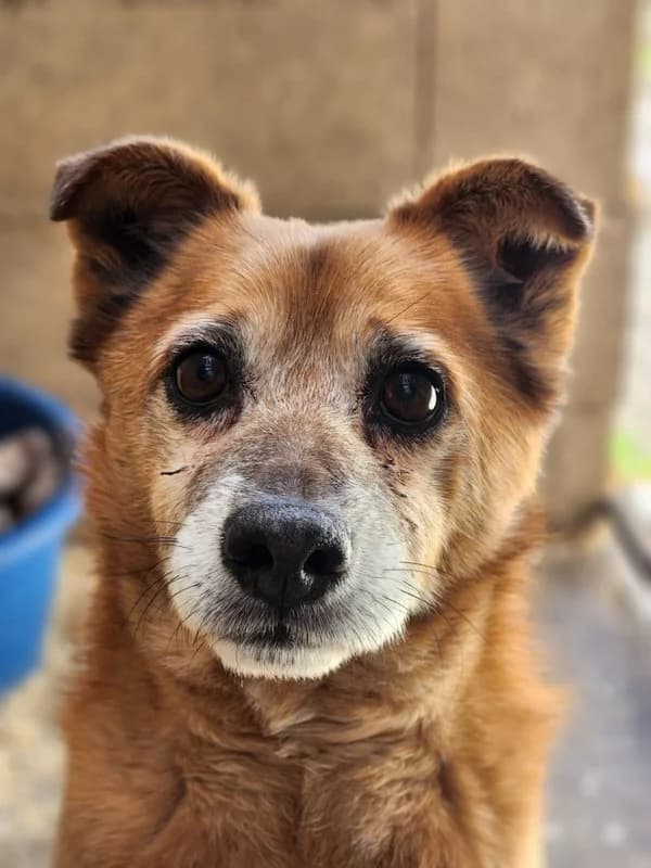 Macika, Mixed Breed (Állatvédelmi Centrum)
