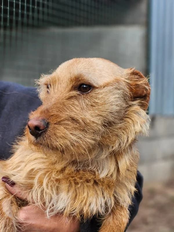 Henrik, Mixed Breed (Állatvédelmi Centrum)