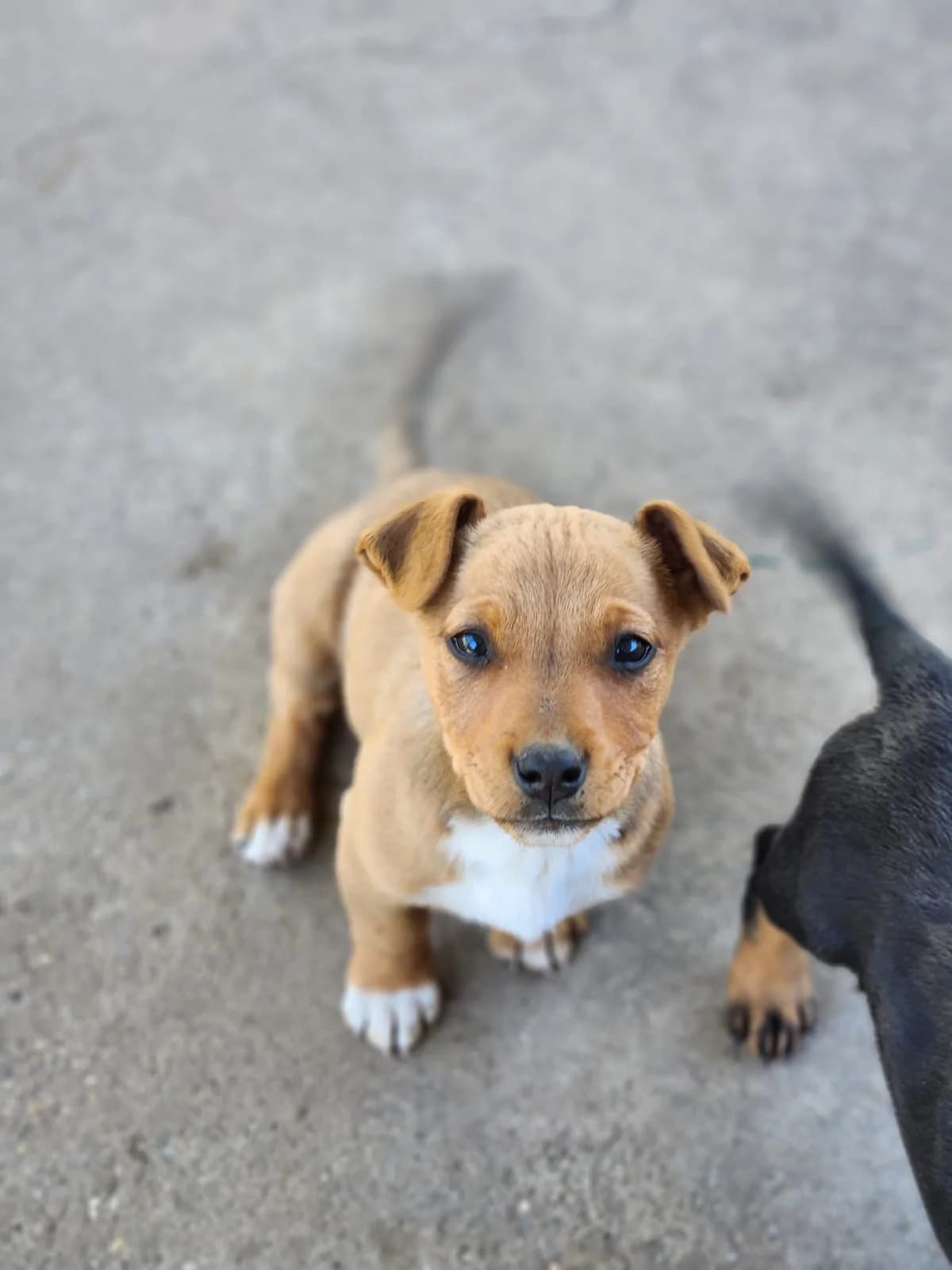 Elora Sz1, Mixed Breed (Állatvédelmi Centrum)