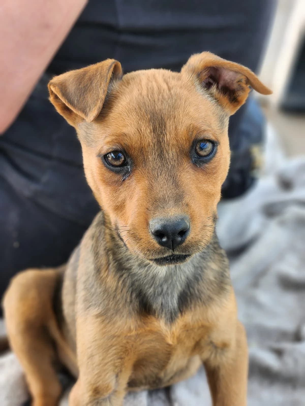 Sz3, Mixed Breed (Állatvédelmi Centrum)