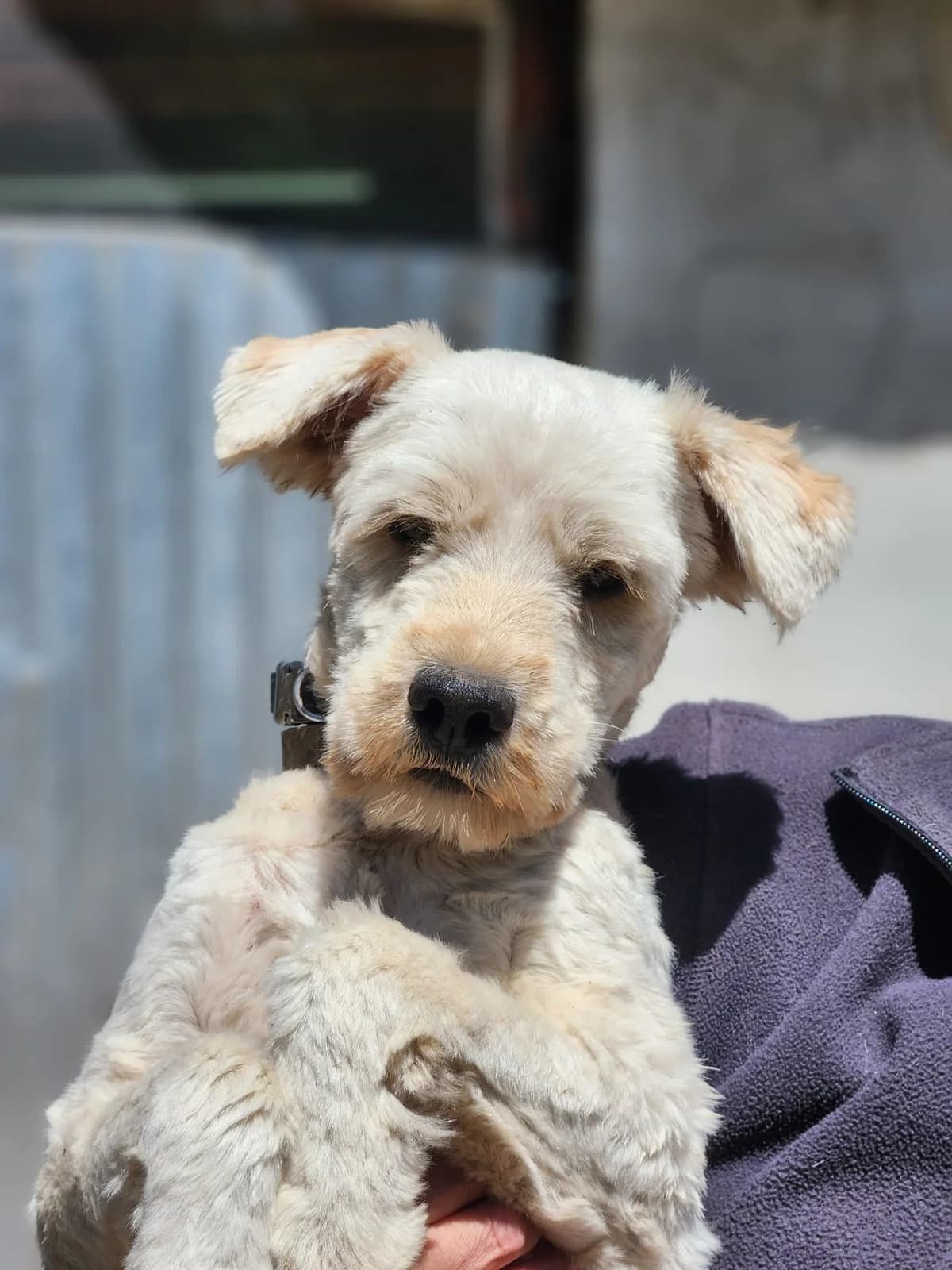 Mágus, Mixed Breed (Állatvédelmi Centrum)