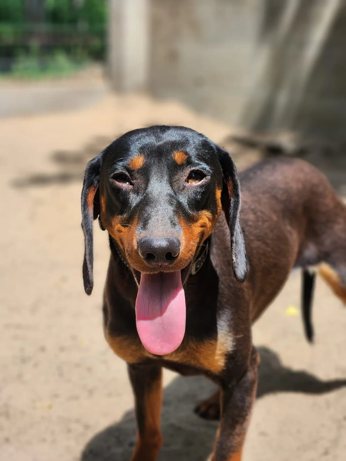 Candy,  Mixed Breed for adoption at Állatvédelmi Centrum