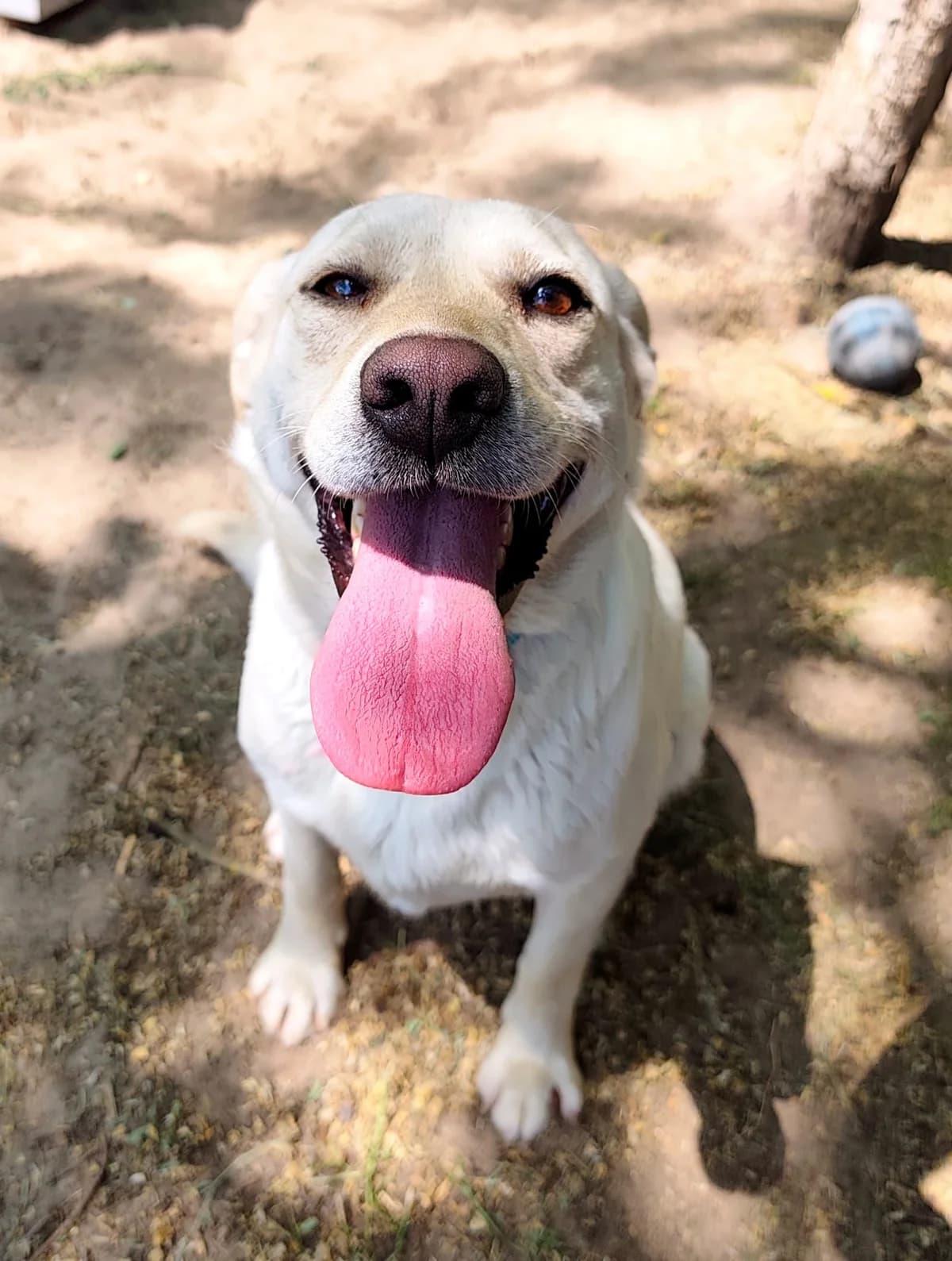 Gigi,  Mixed Breed for adoption at Állatvédelmi Centrum
