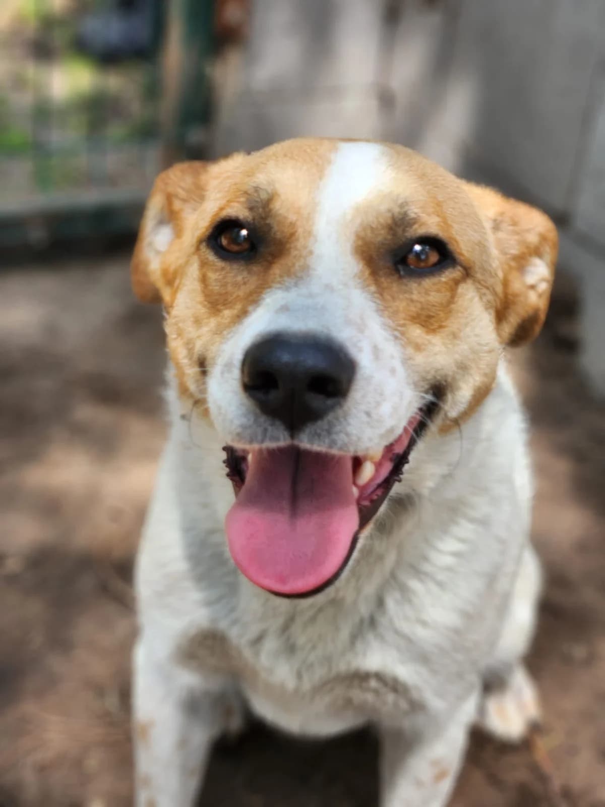 Emil,  Mixed Breed for adoption at Állatvédelmi Centrum