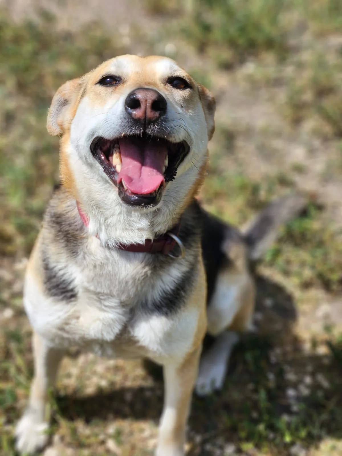 Jessie,  Mixed Breed for adoption at Állatvédelmi Centrum
