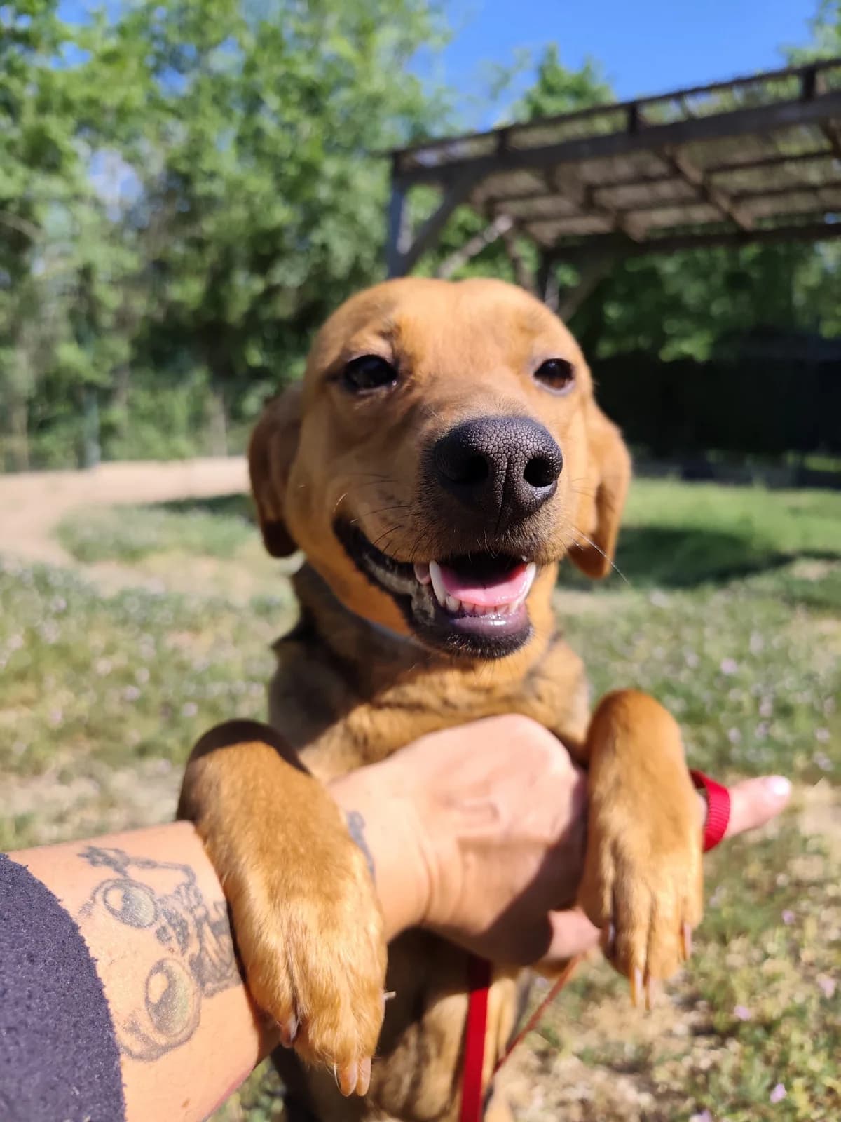 Lea,  Mixed Breed for adoption at Állatvédelmi Centrum