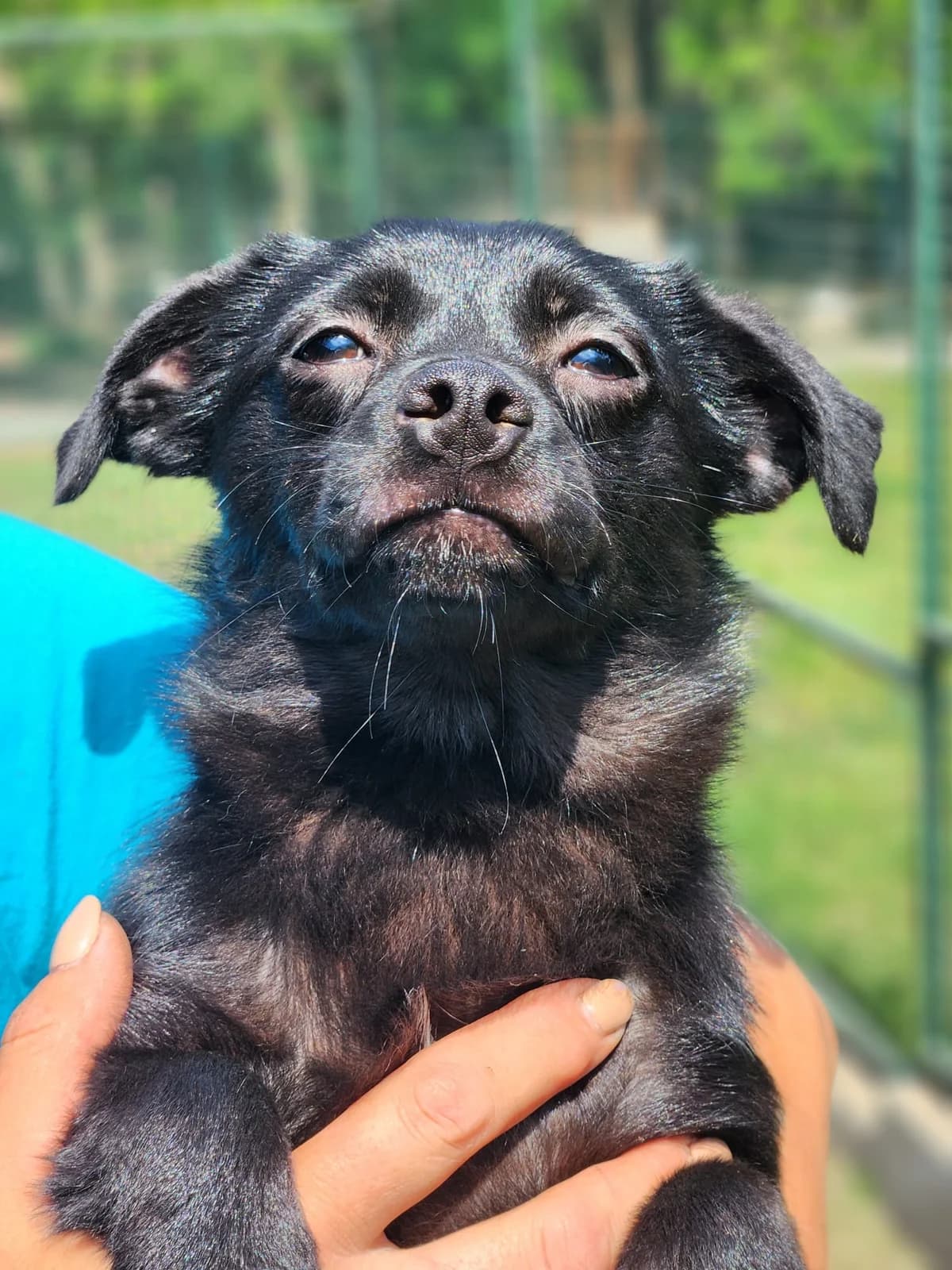 C4,  Mixed Breed for adoption at Állatvédelmi Centrum
