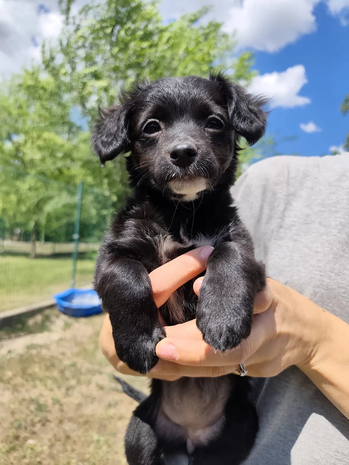 S2,  Mixed Breed for adoption at Állatvédelmi Centrum